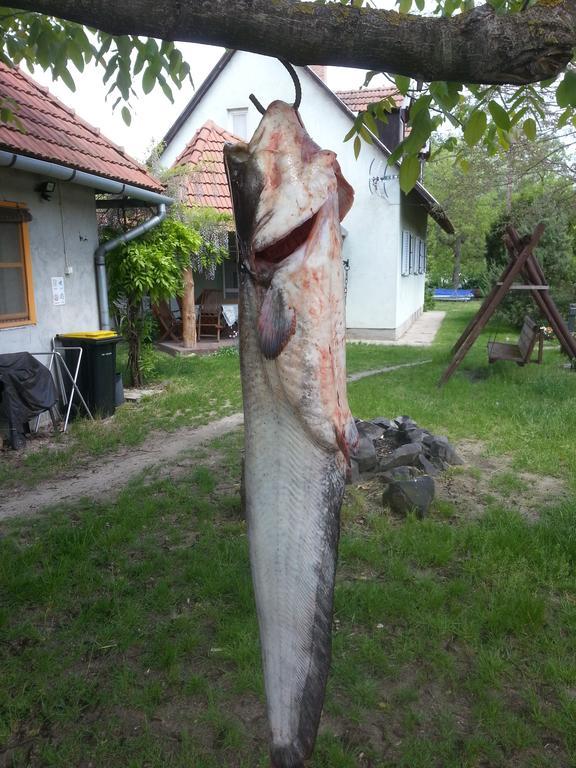 Gyula-Tanya Vendeghaz Villa ชงกราด ภายนอก รูปภาพ